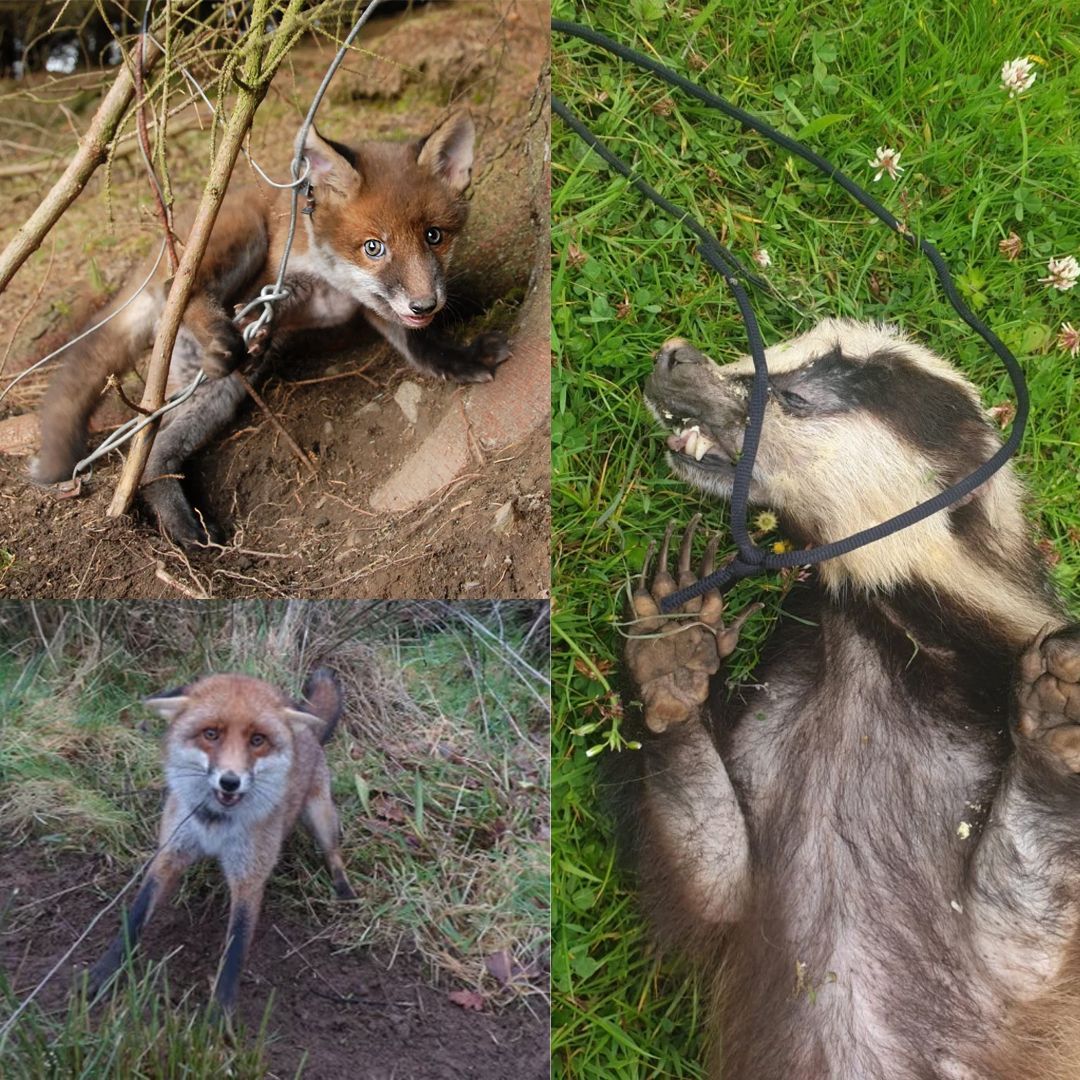 ProtectTheWild_'s tweet image. These barbaric traps have no place in modern England. Demand a ban NOW: protectthewild.org.uk/ban-snares/