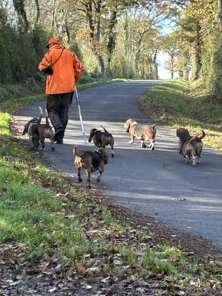 Les cochons sont malins ce matin 😉😉😉…. Pas gagné allez les chiens ♥️ #chassepartage