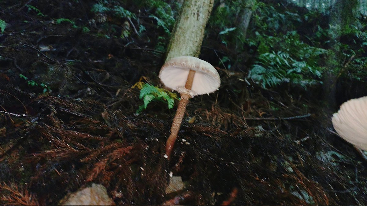 なかなかしっかりした雨😀
カフェ帰りの林道に一目でわかる姿。
カラカサタケちゃん✨️
(2025.11.09撮影)
 #kinokole #fungi #fungus #熊野きの古道