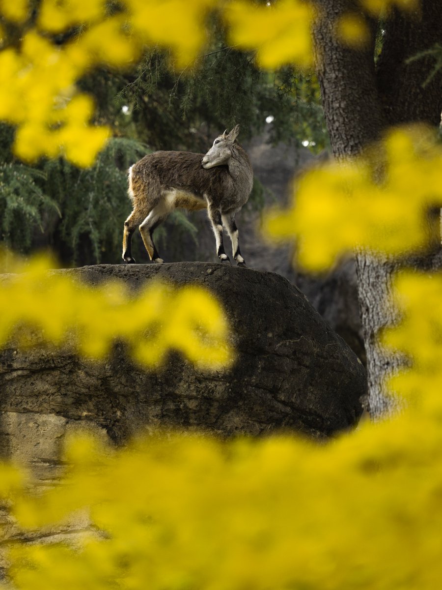 ホソウリゴケのリクエスト用ページ ホソウリゴケのリクエスト用ページ ホソウリゴケのリクエスト用ページ