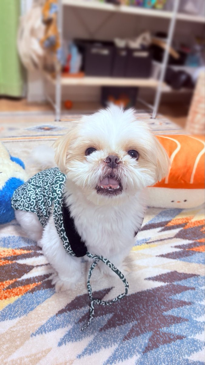 唐草模様が似合う🐶
紐は何度結んでもカミカミして解ける。
