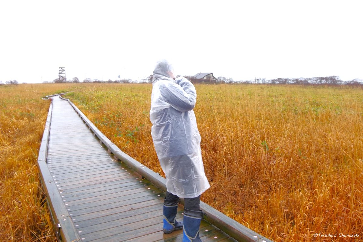 polaris_guides's tweet image. 【雨の日の景色と出会い📷】
晩秋の #サロベツ を訪れたお客様。この季節の #宗谷 の自然を楽しみたいということでしたので、黄金色に染まる #サロベツ湿原 をご案内させていただきました🍀

その後は #アザラシ を観察したり、オジロワシや #オオワシ を何度も見ることができました☺

#北海道 #湿原