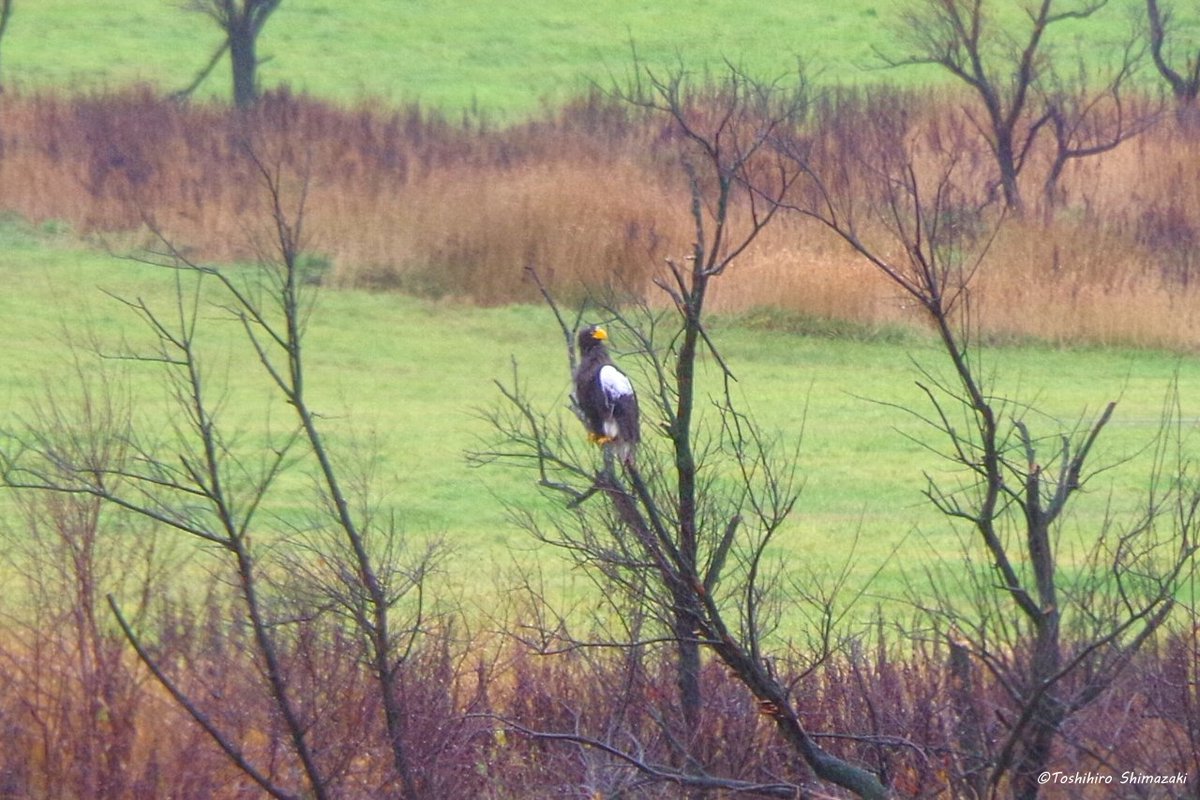 polaris_guides's tweet image. 【雨の日の景色と出会い📷】
晩秋の #サロベツ を訪れたお客様。この季節の #宗谷 の自然を楽しみたいということでしたので、黄金色に染まる #サロベツ湿原 をご案内させていただきました🍀

その後は #アザラシ を観察したり、オジロワシや #オオワシ を何度も見ることができました☺

#北海道 #湿原