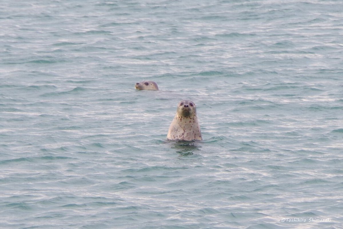 polaris_guides's tweet image. 【雨の日の景色と出会い📷】
晩秋の #サロベツ を訪れたお客様。この季節の #宗谷 の自然を楽しみたいということでしたので、黄金色に染まる #サロベツ湿原 をご案内させていただきました🍀

その後は #アザラシ を観察したり、オジロワシや #オオワシ を何度も見ることができました☺

#北海道 #湿原