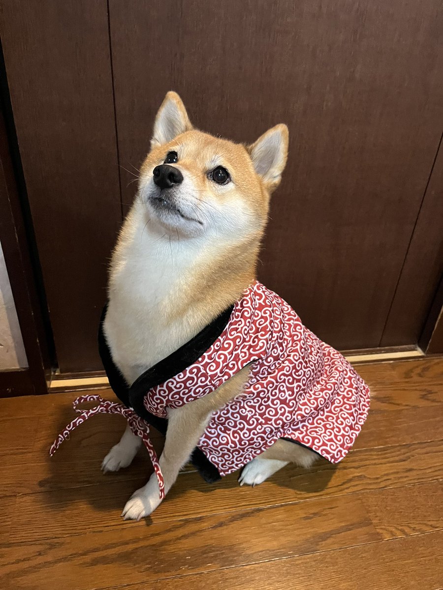 しばライオン同封❌ バニーアンドダックス on X