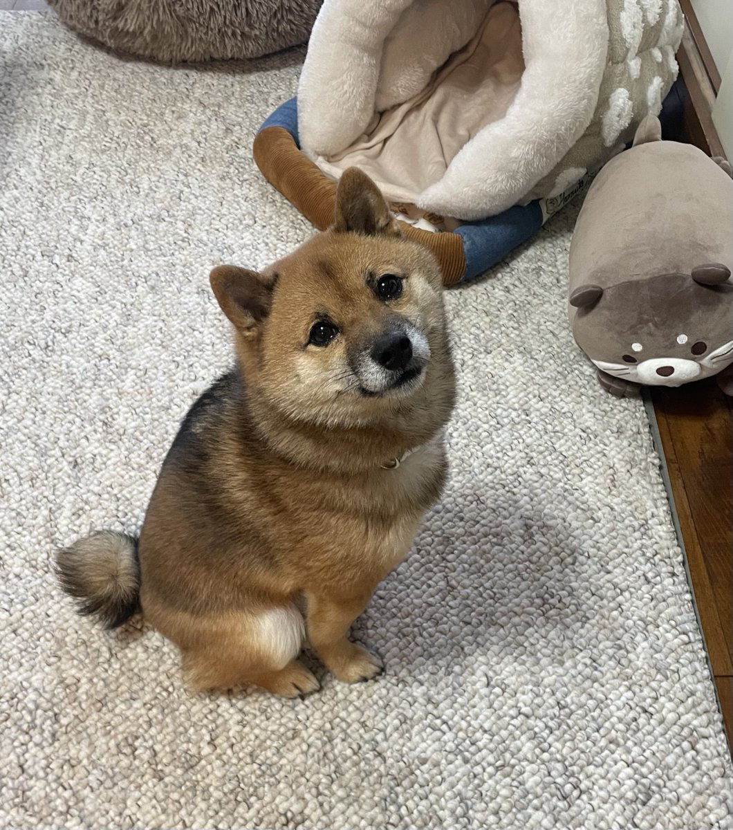 豆柴🎾九十 on X