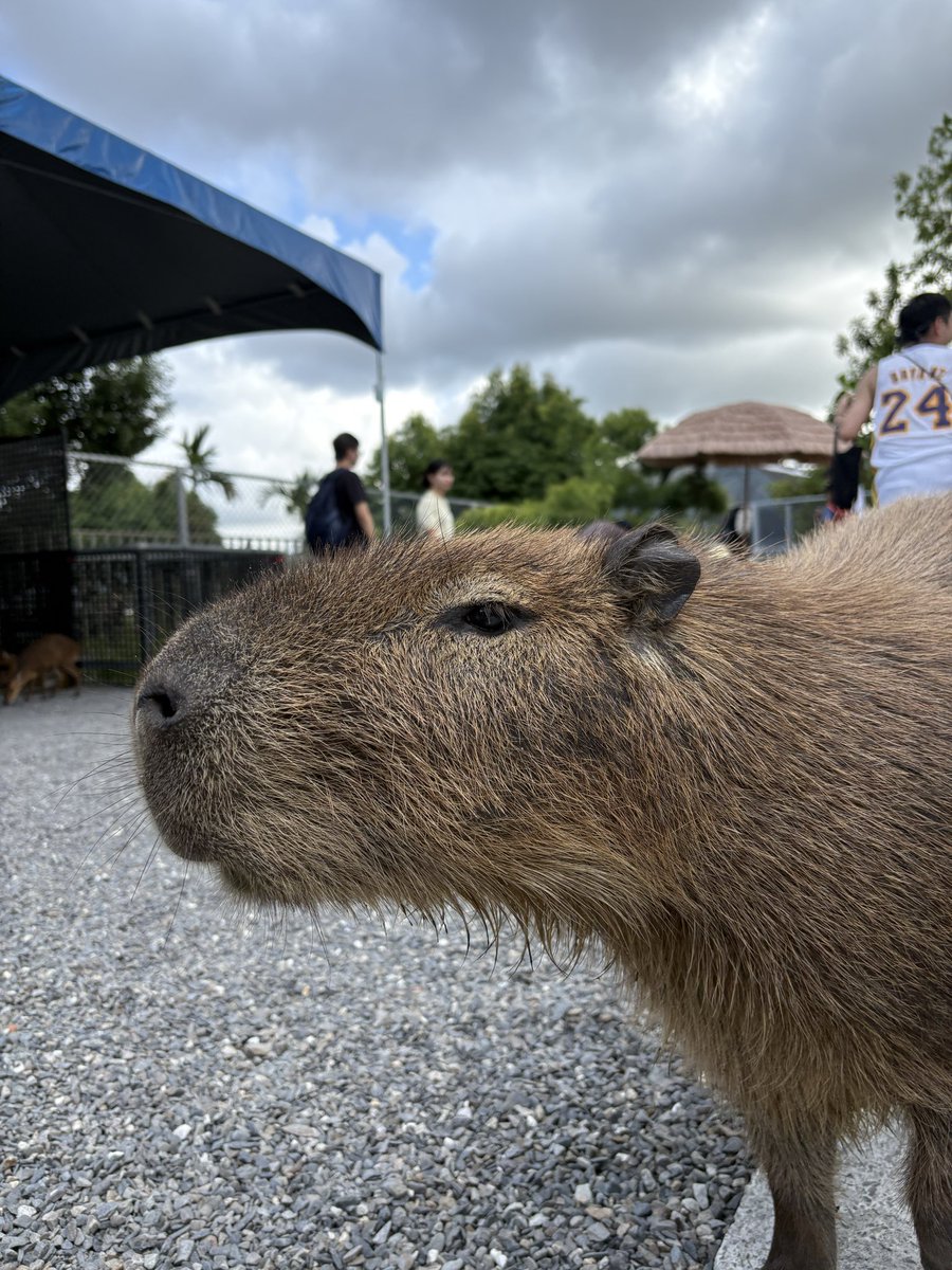 DarylTanky tweet media