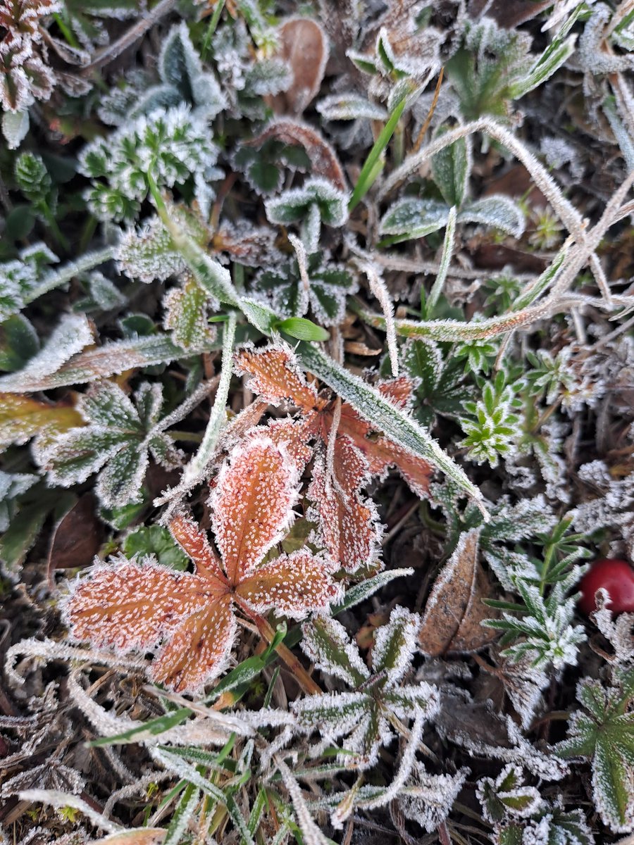 Mañana fresquita.
Hiela en Campoo...
#campoodesuso 
#turismoencantabria