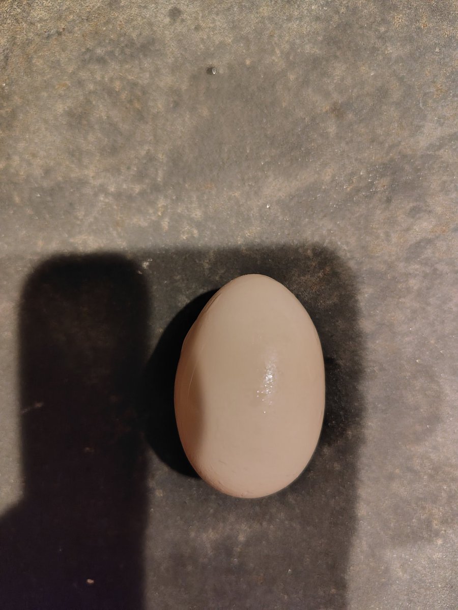 今年生まれの鶉尾、の誰かが卵生み始めました🥚