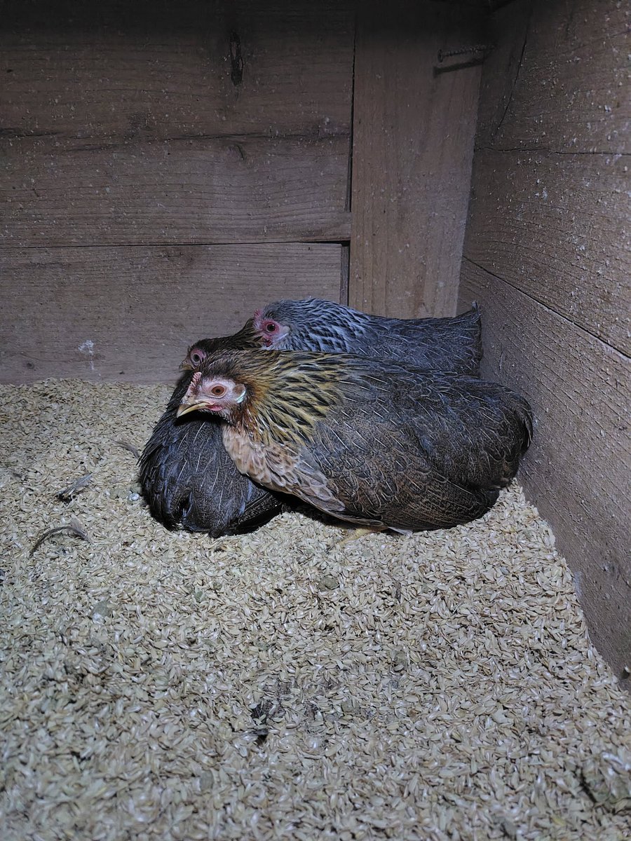 鶉目斑点模様 新品美形 小與那城 今年生まれの鶉尾、の誰かが卵生み始めました🥚