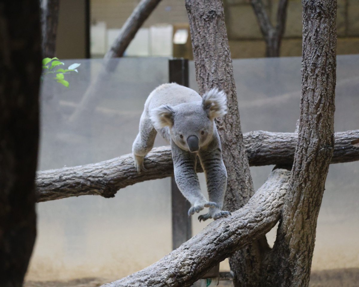 スカイくんのミニジャンプ🐨🐾 ＃東山動植物園 ＃コアラ