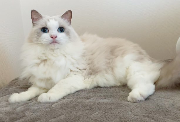 お布団まわりとか取り替えたりしとると、やって来て楽しそうに見守るモフモフ。

衣替えとかも好きよね🥰

               ＼なんしよん❓✨／