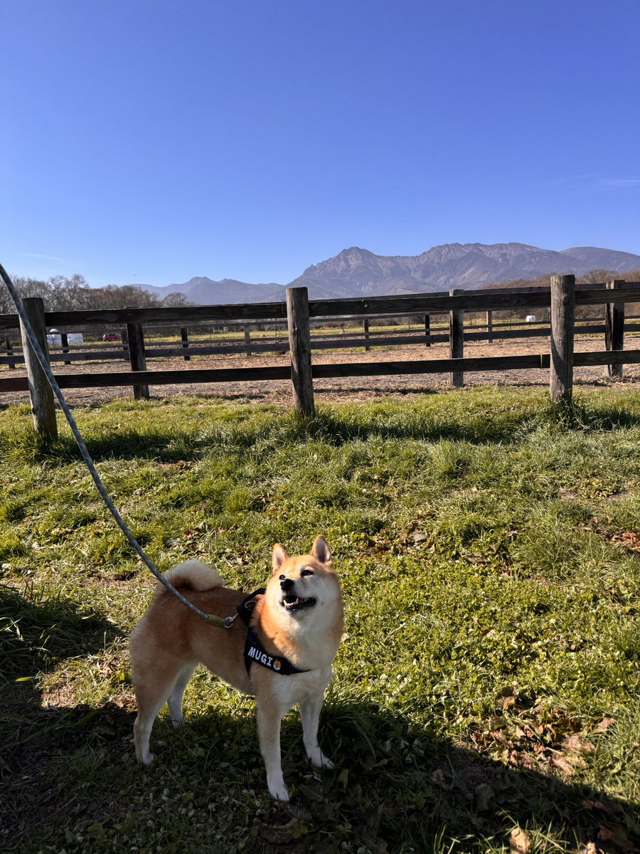 柴犬むぎ (@mugi_omochi5) / Posts / X