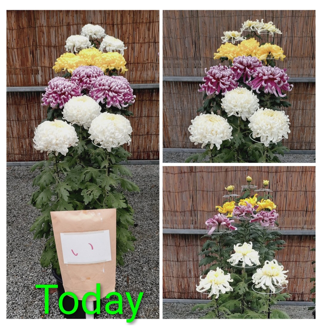 2Kuwanyan's tweet photo. 生憎の☔でしたが、今週も同級生の“菊”を観に行って来ました。見事に咲き誇っています。
道中☔でも、高校サッカーの決勝戦が行われていました。ラグビー・競馬を含めヨーロッパ発祥スポーツは☔でも強行です。
奈良育英 4 🆚 2 山辺
の結果だったようです。 https://t.co/n1nPgmCjuH