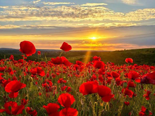 SeamlessEnt1's tweet image. Today, we pause to remember the brave men and women who gave their lives for our freedom🌹

Their courage, sacrifice, and spirit will never be forgotten. Lest we forget🙏

#RemembranceDay #RemembranceSunday #WeWillRememberThem #SundayMorning
