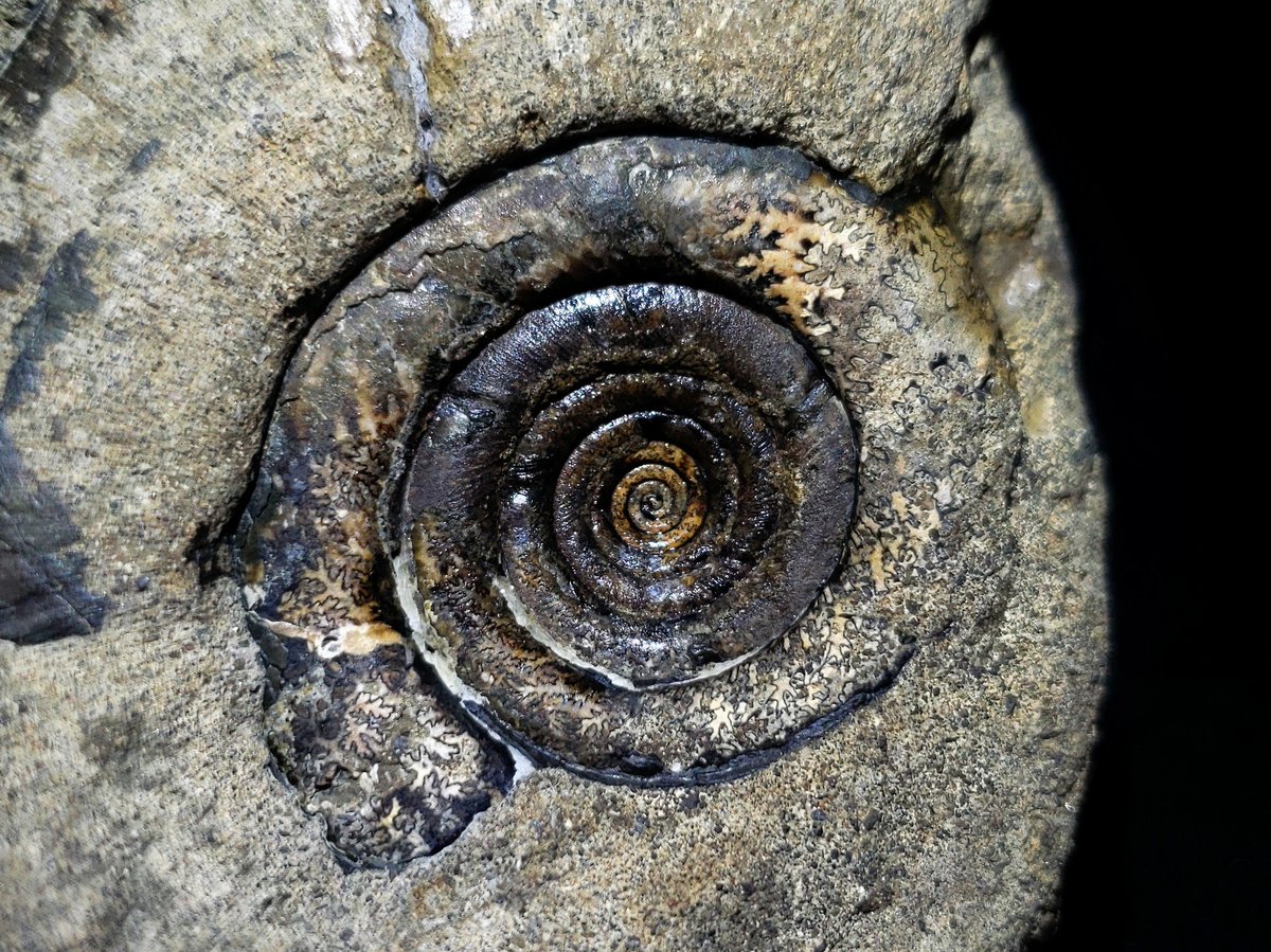 某 (@kuzuhinata) / Posts / X