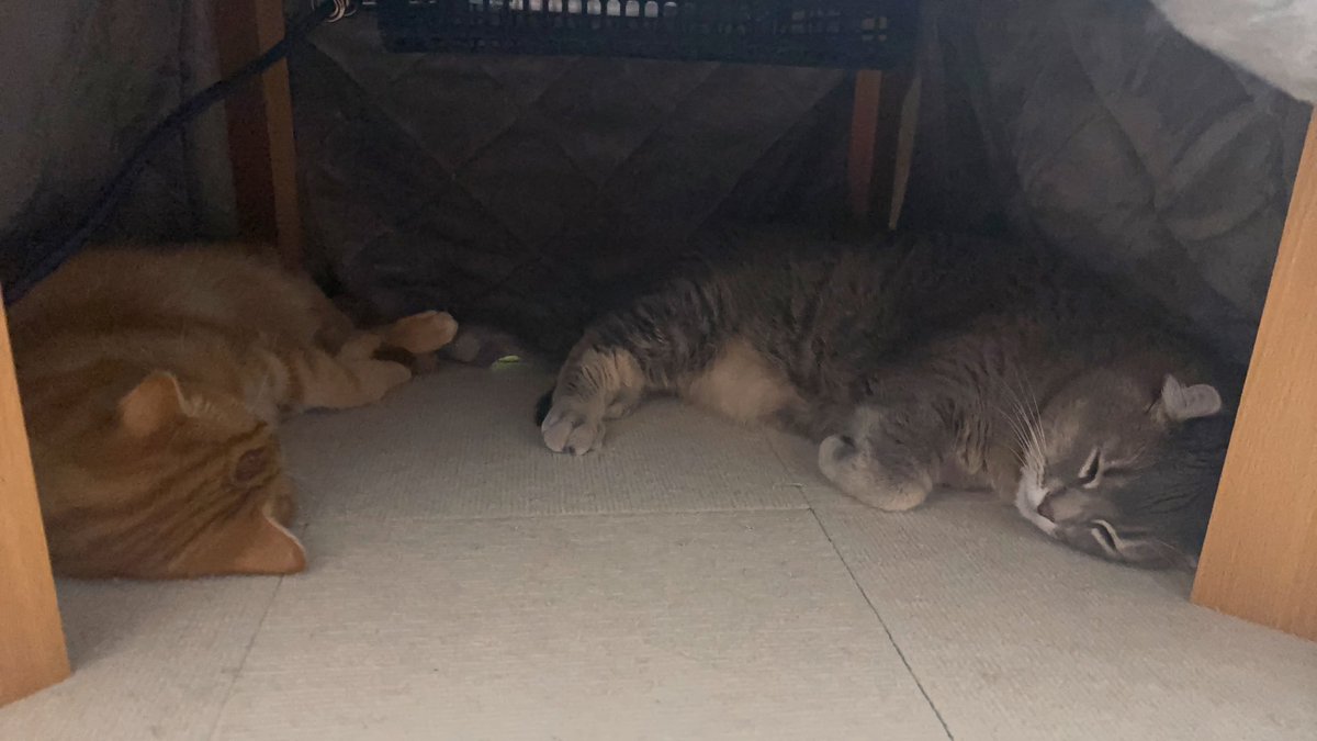 harumama2424's tweet image. #こたつねこ 
真ん中に足入れていいですか(*ﾟ･ﾟ)ﾝｯ?w

こたつ出した途端すぐ寝に来た🫰♡

#ねこ #猫好きさんと繫がりたい 
#ねこのいる暮らし