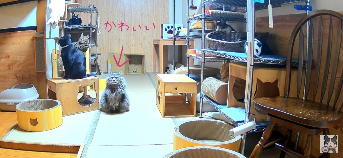 うさぎさん꒰ঌᐢ.ˬ.ᐢ໒꒱✂️🧵 on X