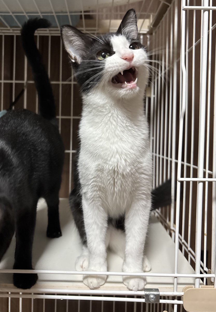 4595*¨*•.¸¸海外セレブにも大人気のイガイガビーズ もふもふ (@pmanrouu824) ⁄ Posts ⁄ X