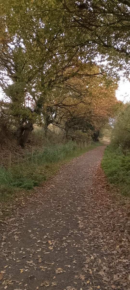 Last night was my first (&amp; likely last) dusk visit to <a href="/SWTCarltonMarsh/">SWT Carlton Marshes</a> and was treated to tranquility, autumn colours, ghostly barn owl gliding past on its hunt, and a water rail scurrying across a dyke. 😍😁
#NatureLovers #WildSuffolk