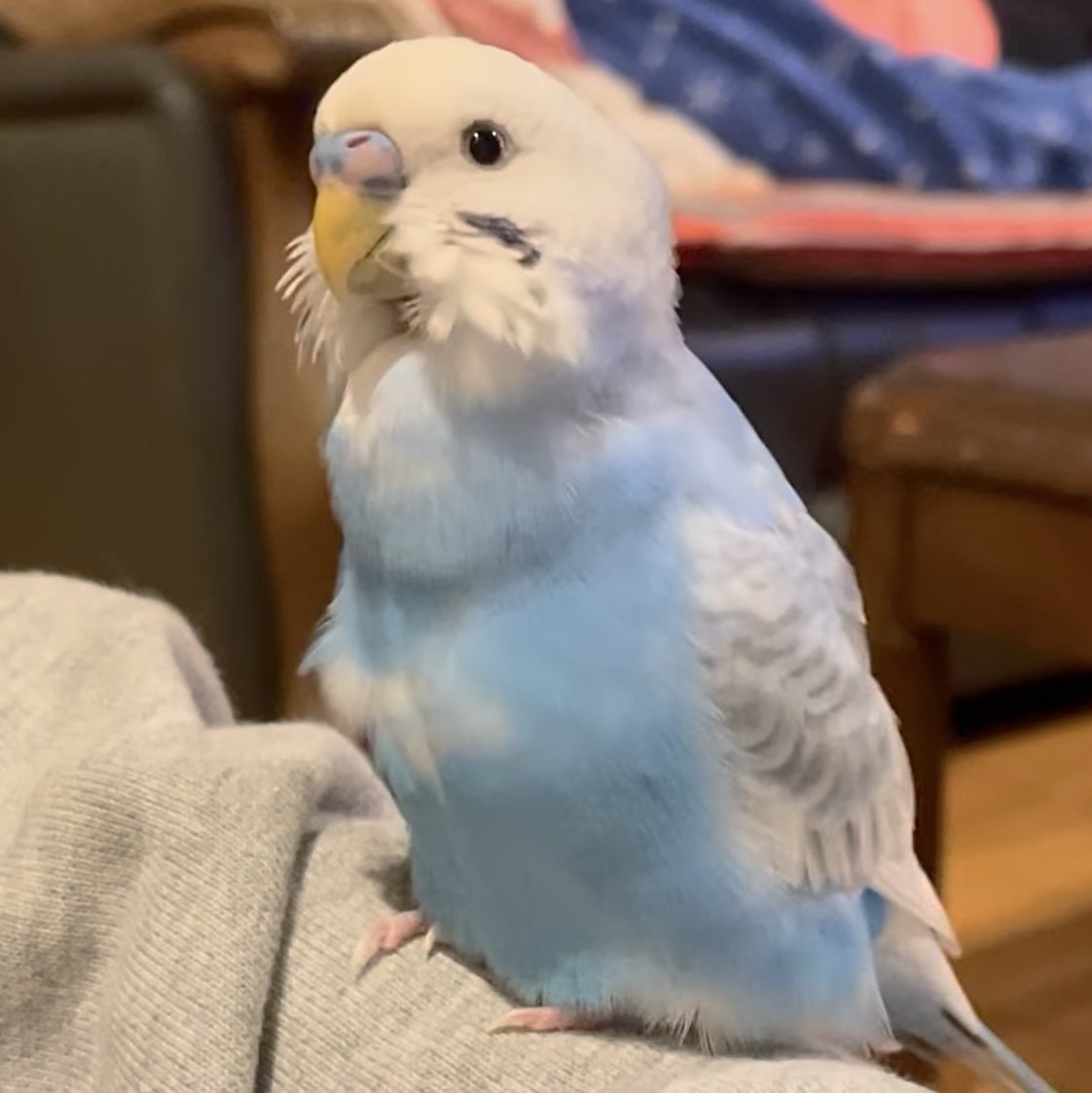 トリ (@44Baybird) / Posts / X