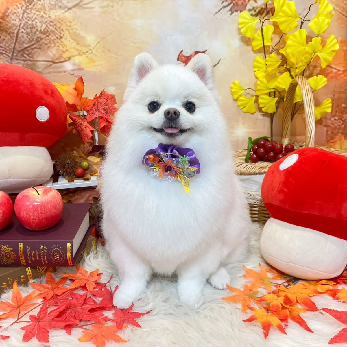 禁断のポメラニアンさ専用 ポメラニアン サブロー 低浮上 (@naaasan3000) / Posts / X