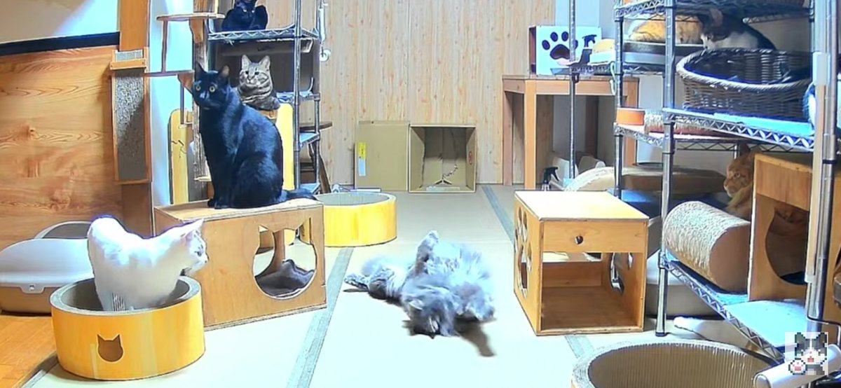 うさぎさん꒰ঌᐢ.ˬ.ᐢ໒꒱✂️🧵 on X