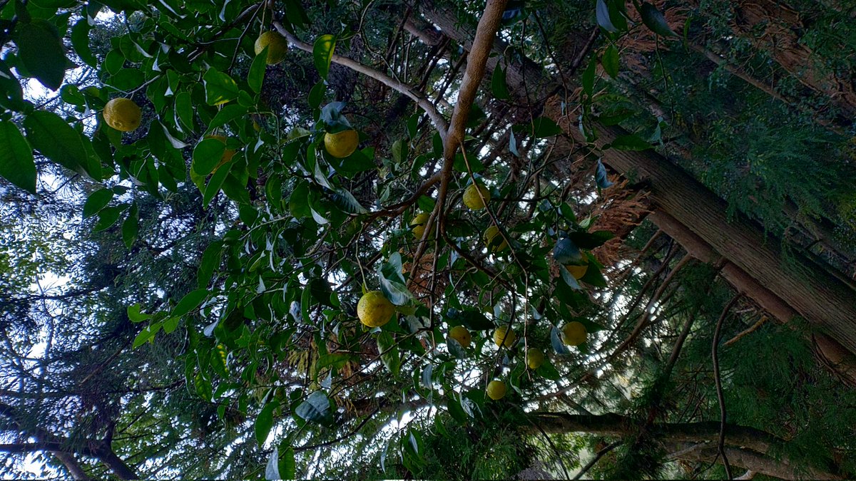 谷あいの畑のユズが豊作すぎてヤバい。
昨日夕方も収穫したけど、まだ何倍もある。
丘の畑にもユズが(；´Д｀)
比較的若木にも成り始めたが、実が小さい。ユズなのか？
#kinokole