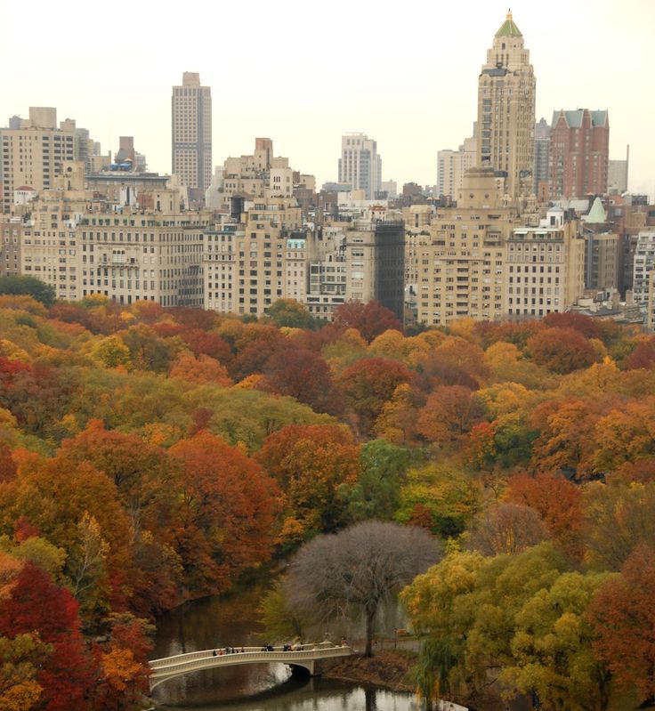 talya9646171863's tweet image. autumn in new York