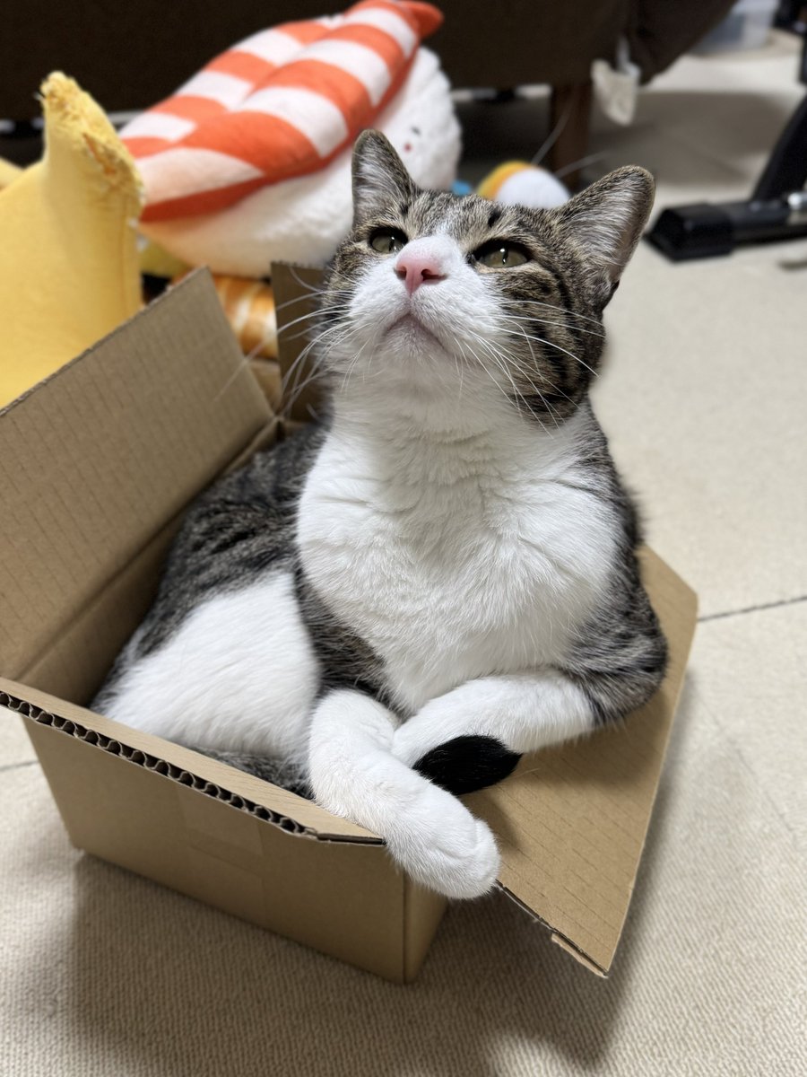 ぎんのねこ (@ginnonekoch) / Posts / X