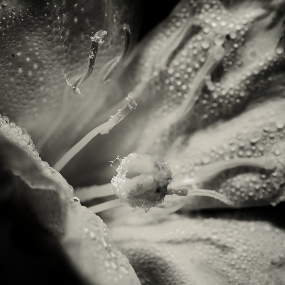 akinscreative's tweet photo. An evening primrose converted to black and white. https://t.co/CGTzz0GK1x