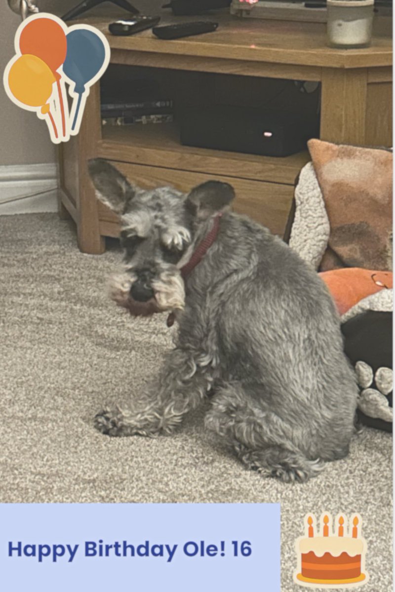 Ole, Our baby is sweet 16, today. Or is he an octogenarian. He is a beautiful soul and faithful friend. #WhoPutTheBallinTheGermannNet
#OleGunnarSolskjær