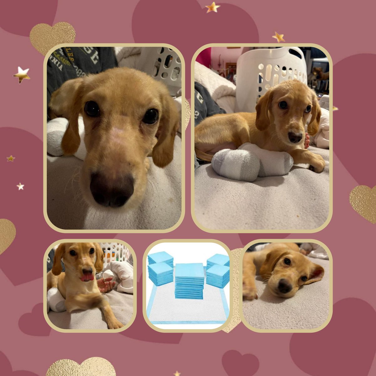 Wilf125's tweet image. 🌈 Update from Rainbow! 🌈

Hi everyone! It’s me, Rainbow 🐾

I just wanted to say a big thank you to all my lovely friends for your kind words, donations, and love. 💕 Thanks to your support,
Read more Alt 
#teamzay
#puppypads 
#supermarkets