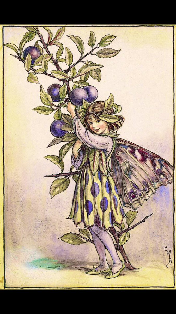 11 Nov is Old Samhain. This is when the moon faeries who guard the blackthorn curse anyone who tries to harvest its wood or berries.  A full moon is the best time to approach as then the guardian fairies leave the tree to worship their goddess. #FolkloreSunday #FairytaleTuesday