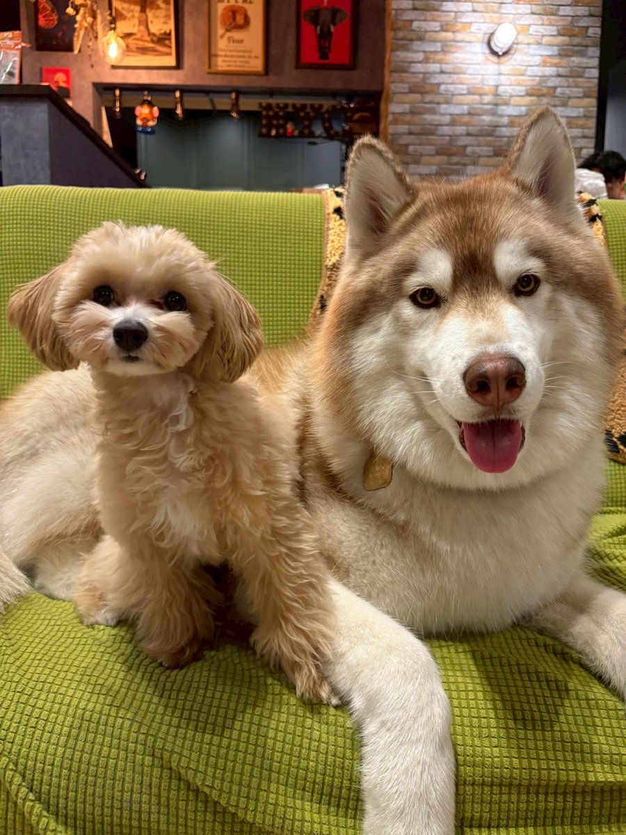 茶々丸チャチャチャ👐 (@chacha_maru1113) / Posts / X