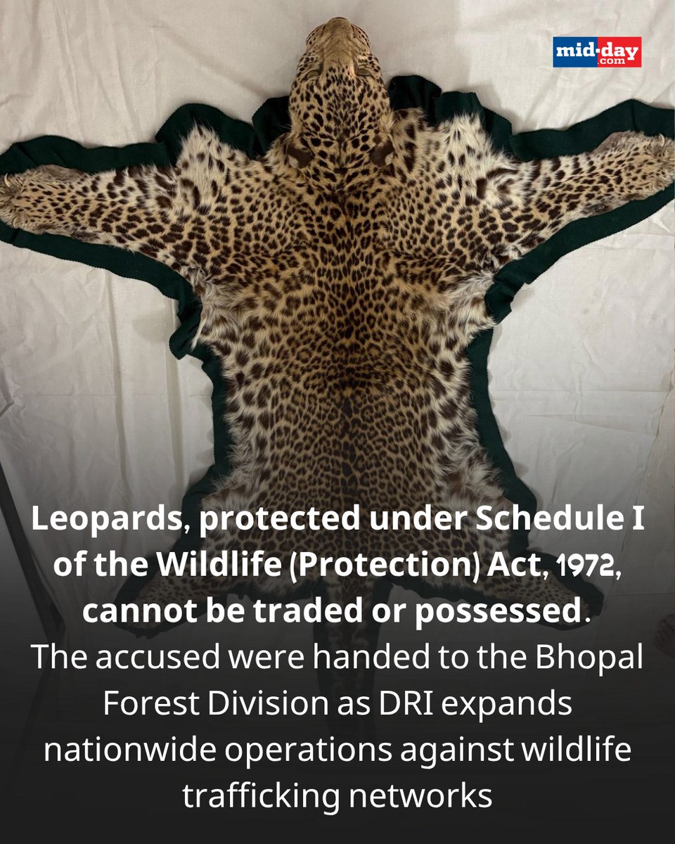 DRI Nagpur officials seize leopard skin with head from three individuals at a Bhopal hotel, acting on intelligence to curb illegal wildlife trade under the Wildlife Protection Act.

The accused were handed to the Bhopal Forest Division as DRI intensifies operations nationwide to
