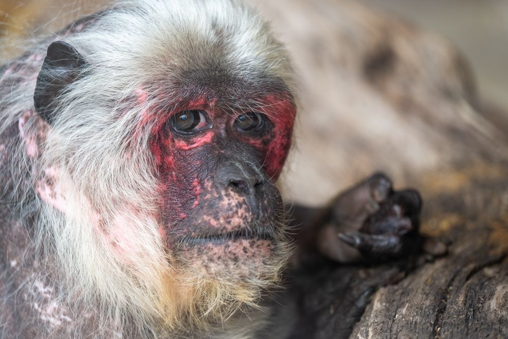 Monkey Life Series 18 continues today at 5pm on Sky Nature, with a double bill! You will see how disabled chimpanzee Chocolat is adapting to life in Bryan's group, and a vet visit for stump-tailed macaque Freddie.
All episodes of Monkey Life can also be seen on NowTV 🎉