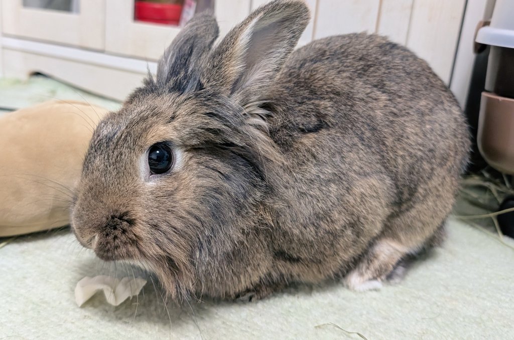 mlkchcusa's tweet image. 最近キャベツにハマってるらしい

#うさぎ #うさぎのいる暮らし