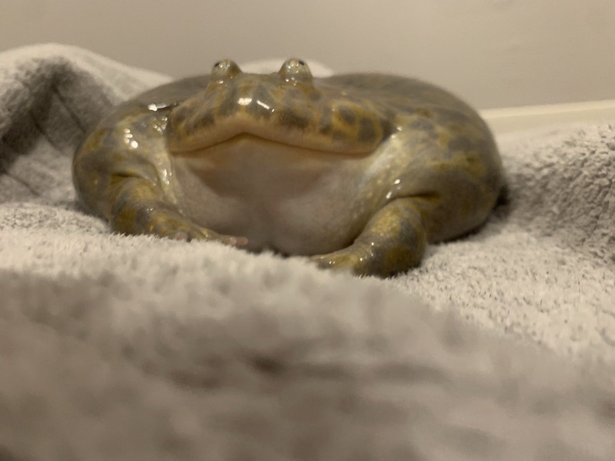 こんばんは🌝
ぼじぼじがこちらを見てますよ〜

#カエル
#バジェットガエル