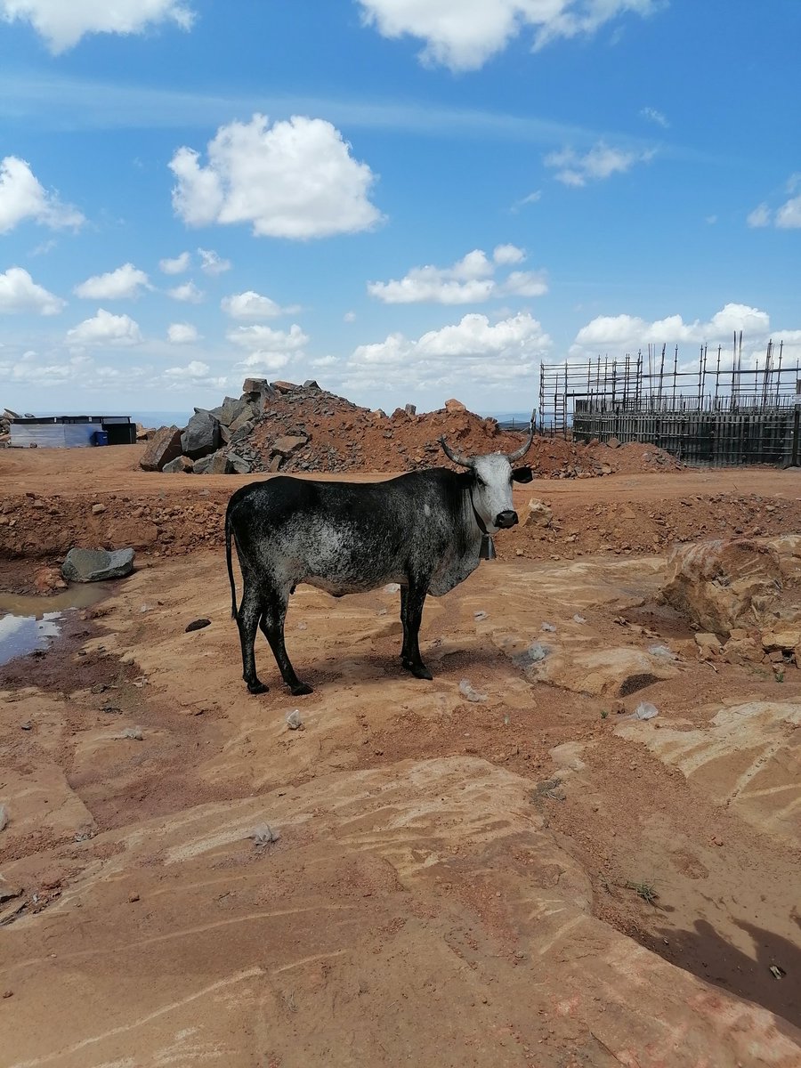 The visitor arrived before the hostor