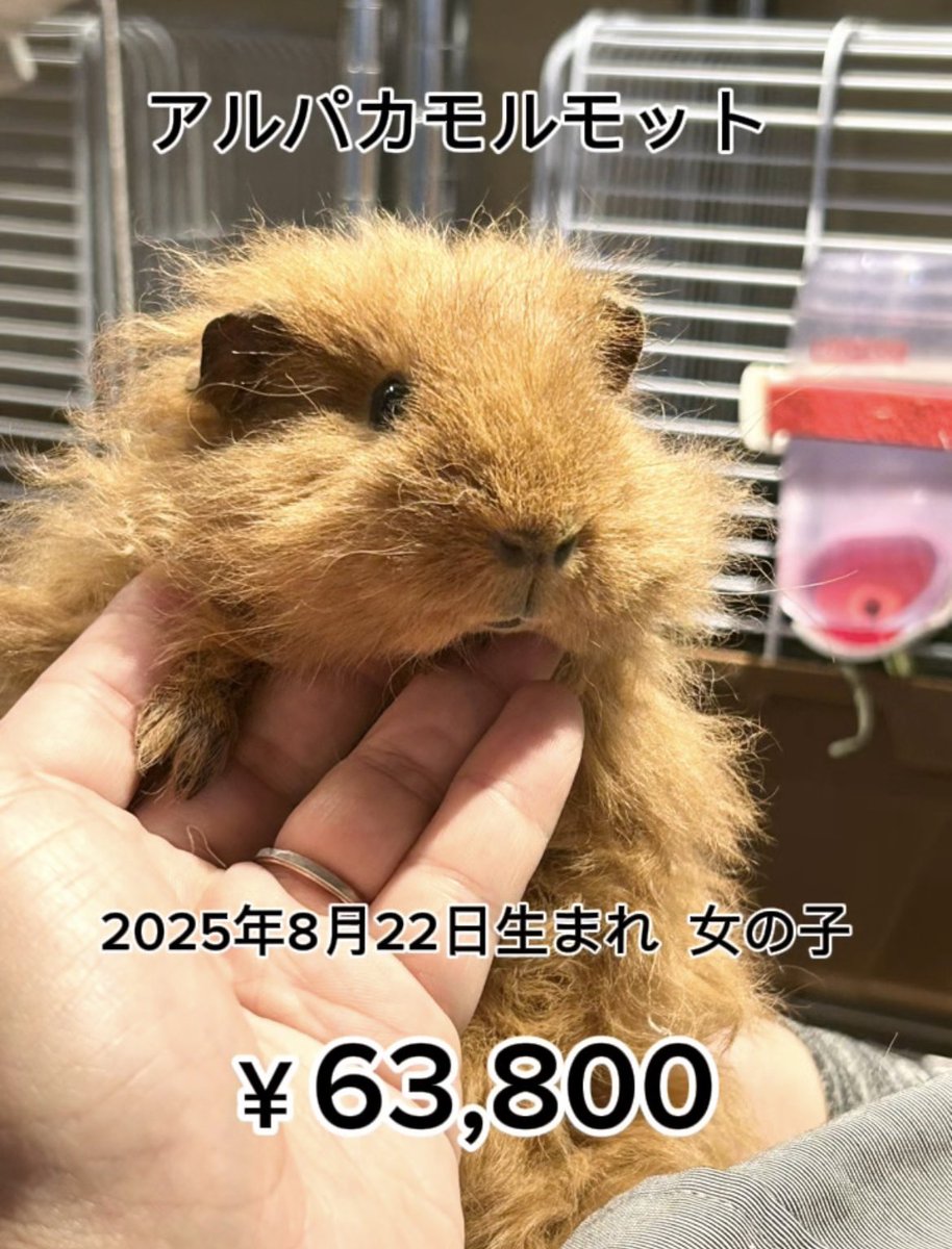 ぷちら 公式 on X