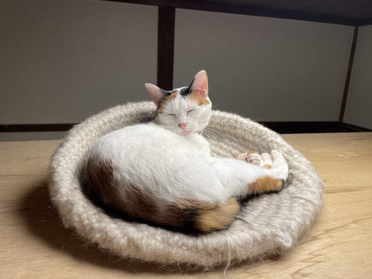 ぶちゃいくねこ様 ぶちゃいくねこ様 ブサイク猫の通販 | iichi 日々の