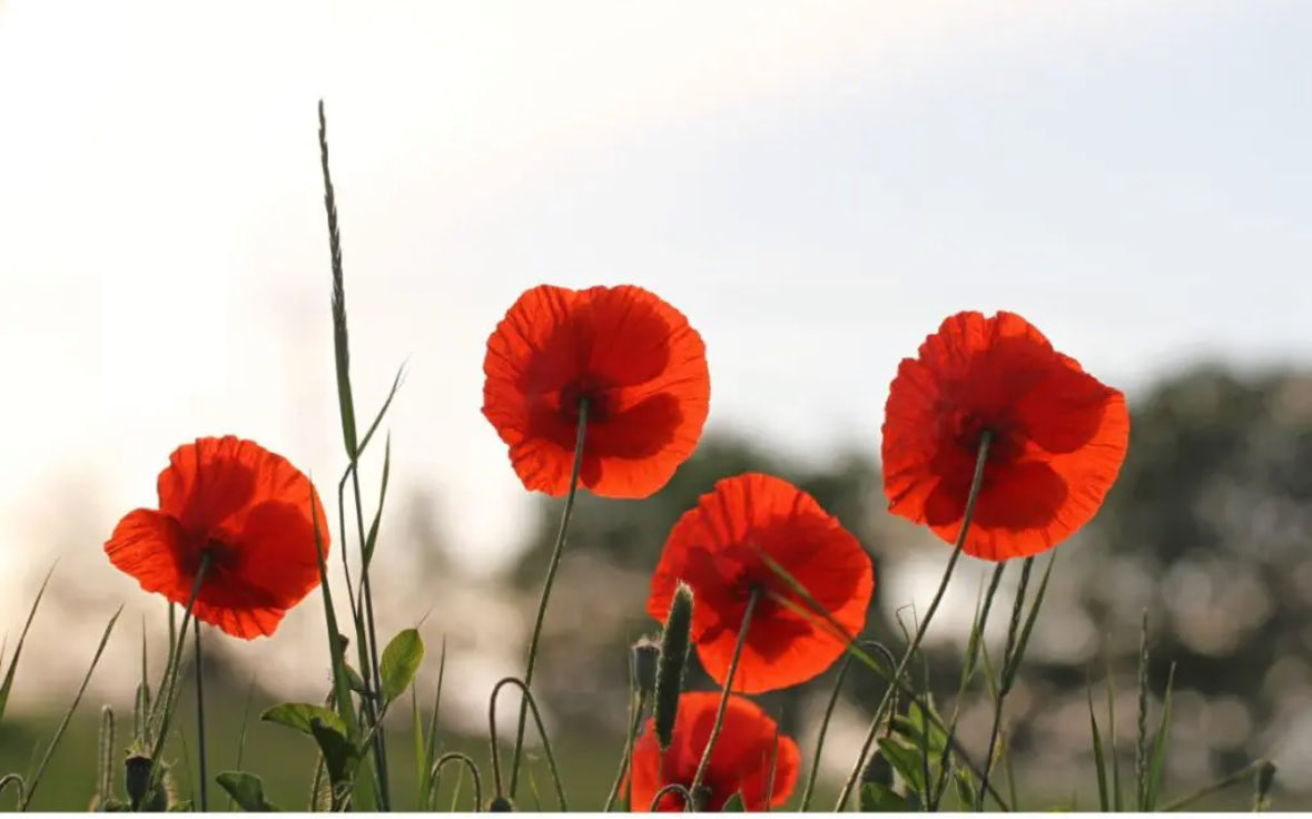 Melissa Debling tweet media