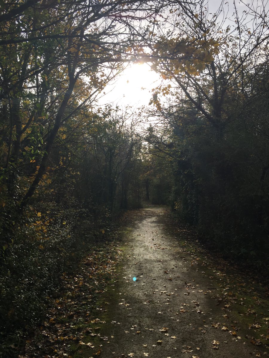 2019 a quiet moment for thought in a wood near Heathrow with only the distant sound of cannon from Windsor in the air #Lestweforget #RememberanceSunday