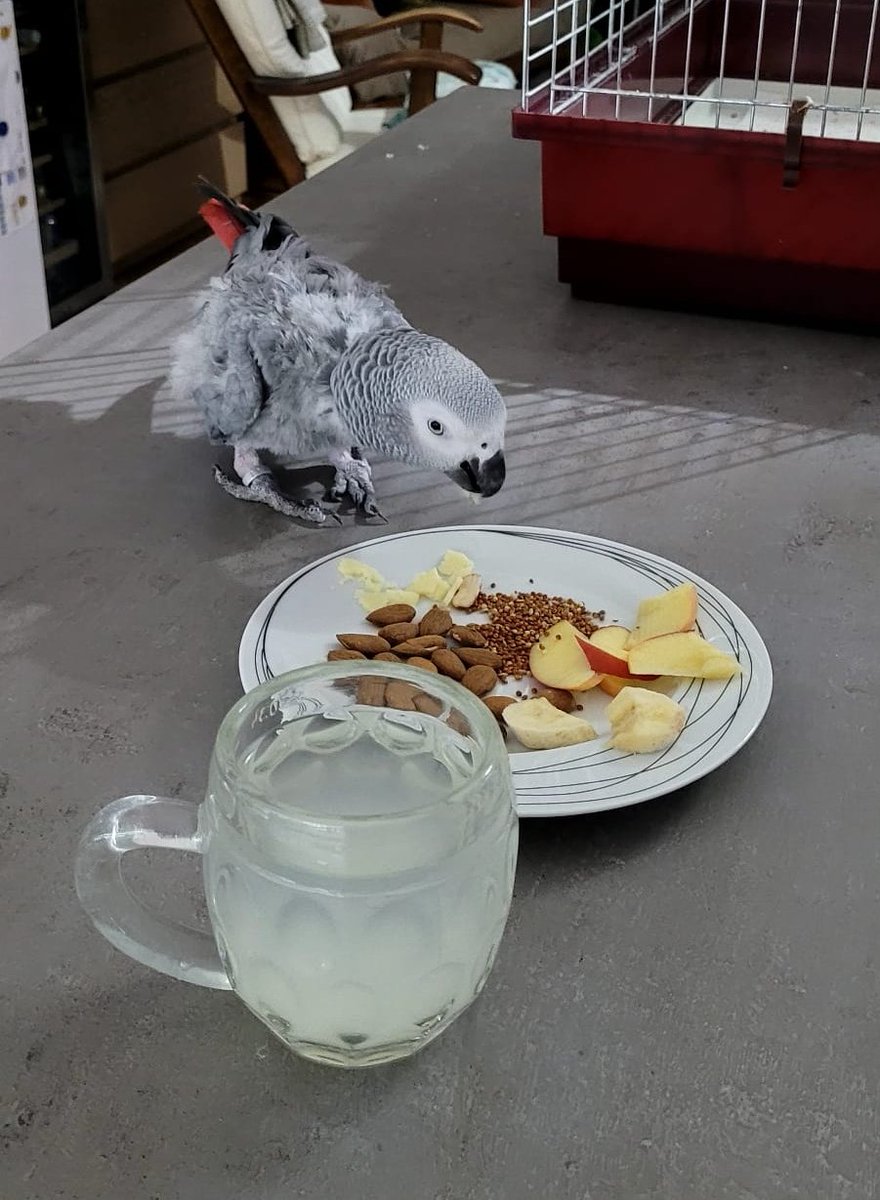 Naše kamarádka co má psí smečku a dost papoušků, zachránila tohohle týranýho brabce. Asi hrdlička, podle barvy.