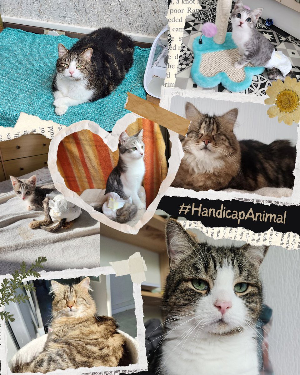 Rémi Lemon🐈‍⬛🐈💜 tweet media