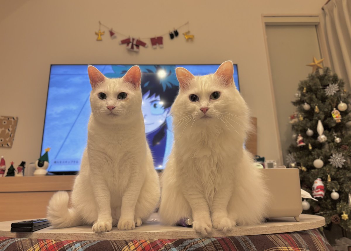 4595*¨*•.¸¸海外セレブにも大人気のイガイガビーズ もふもふ (@pmanrouu824) ⁄ Posts ⁄ X