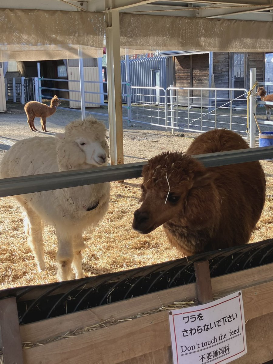 _yettocome___'s tweet image. 写真整理してたら去年の北海道旅行の写真出てきた〜北海道絶対また行きたい