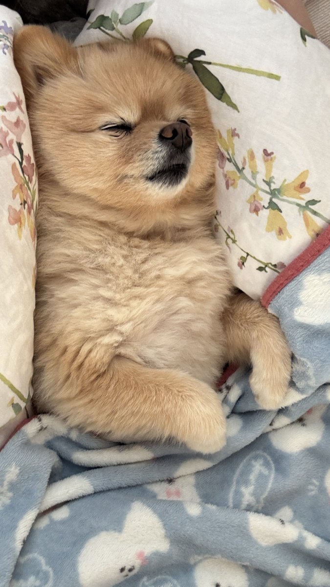 ポメのふーちゃん on X