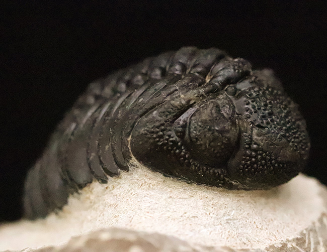 化石・鉱物・隕石販売の化石セブン (@kaseki7) / Posts / X